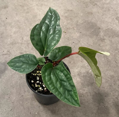 Rad x Lux Anthurium